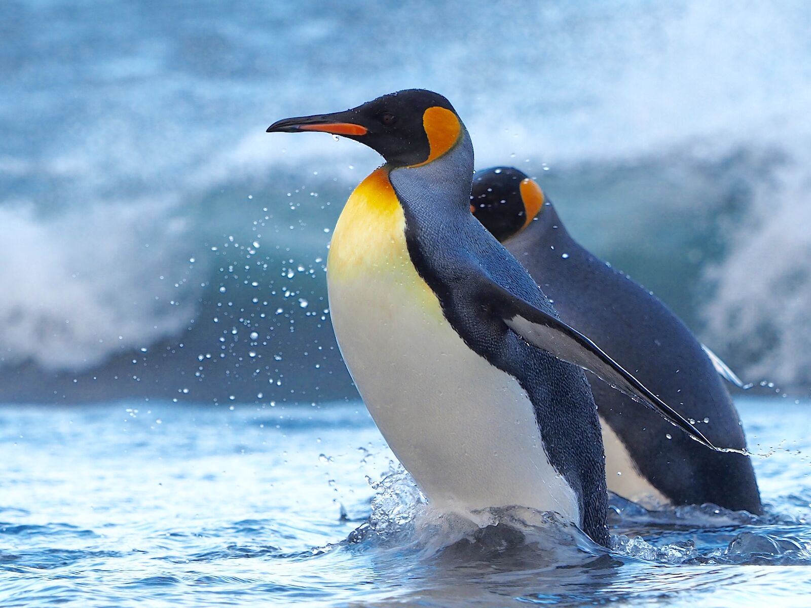 King penguins — Australian Antarctic Program