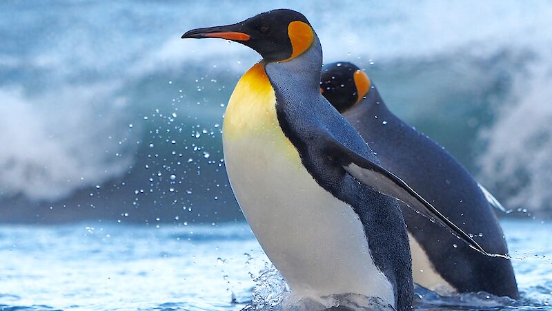 Two penguins in shallow water.