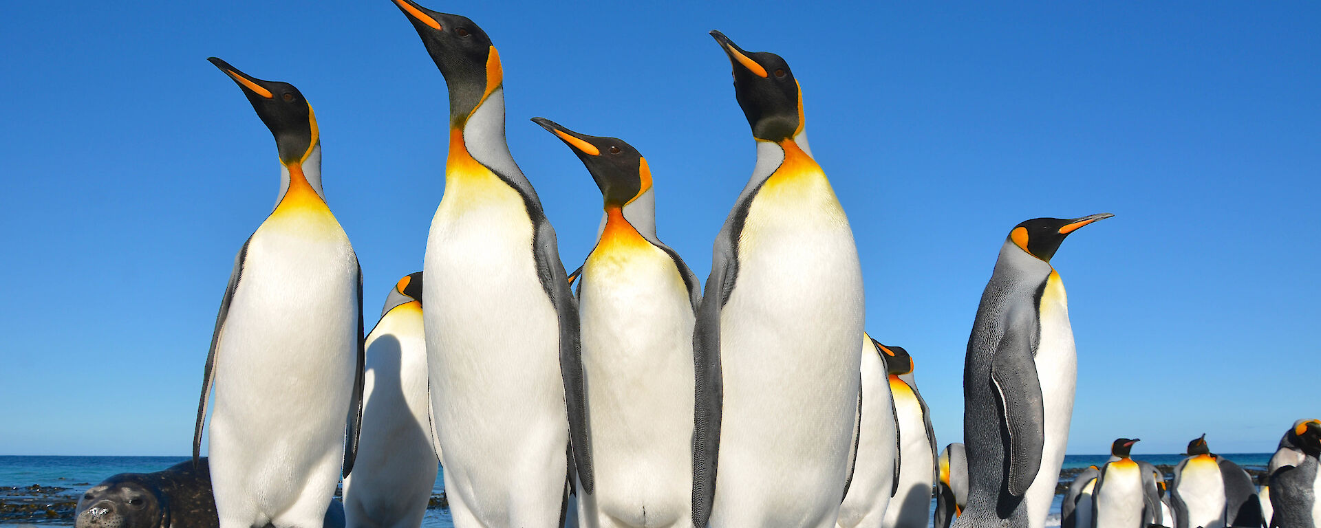 Low angle shot of group of king penguins