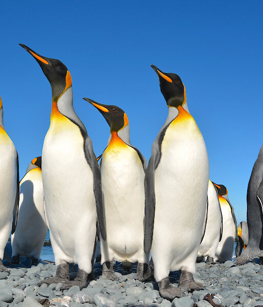 Low angle shot of group of king penguins