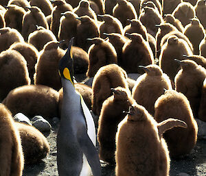 Many penguin chicks with one adult