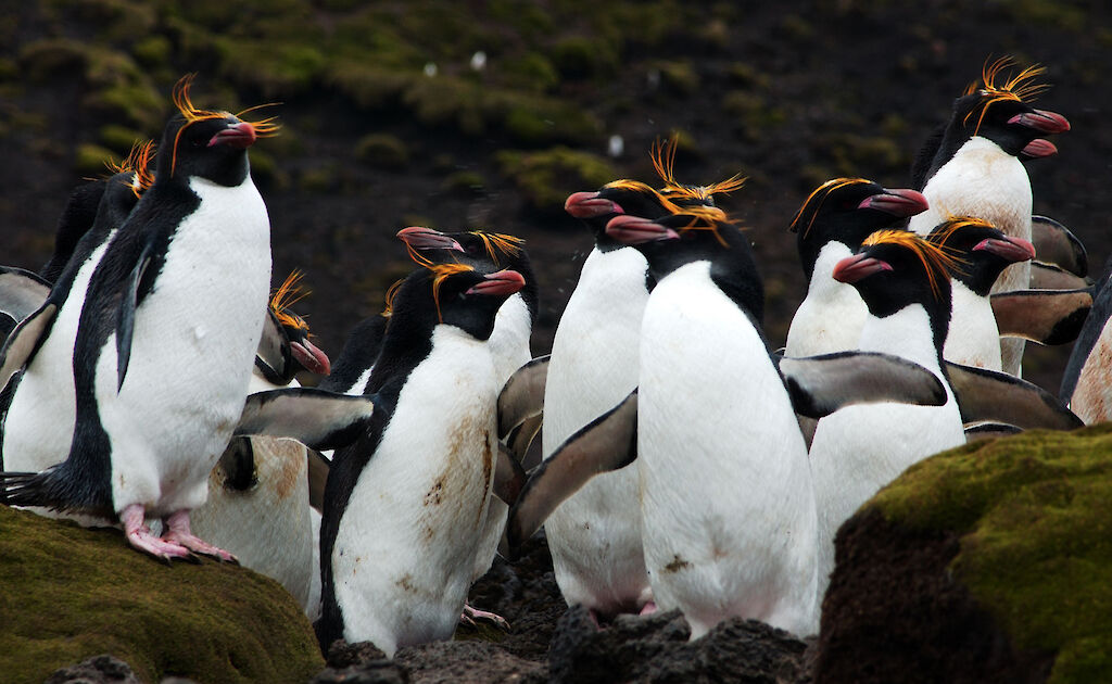 Macaroni penguins — Australian Antarctic Program
