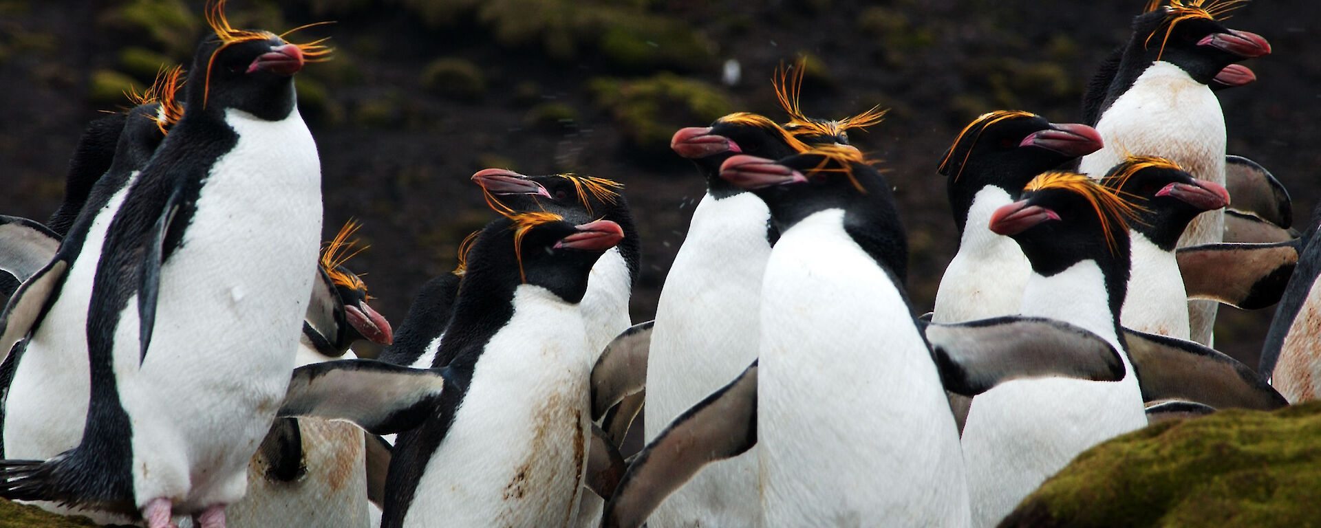 Group of macaroni penguins