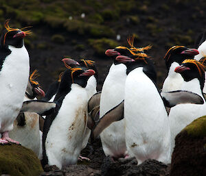 Macaroni penguins – Australian Antarctic Program