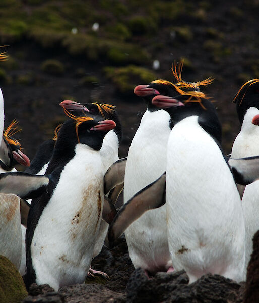 Group of macaroni penguins