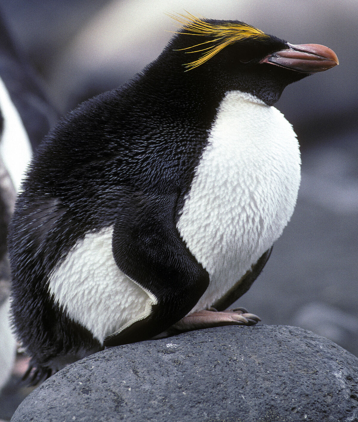 Macaroni penguins – Australian Antarctic Program