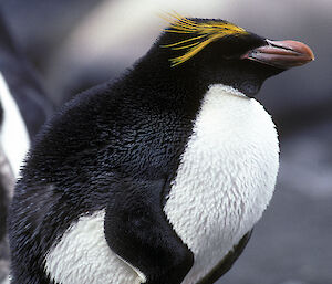 Macaroni penguin on smooth rock