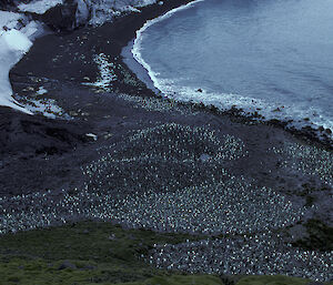 Penguin colony along coastline