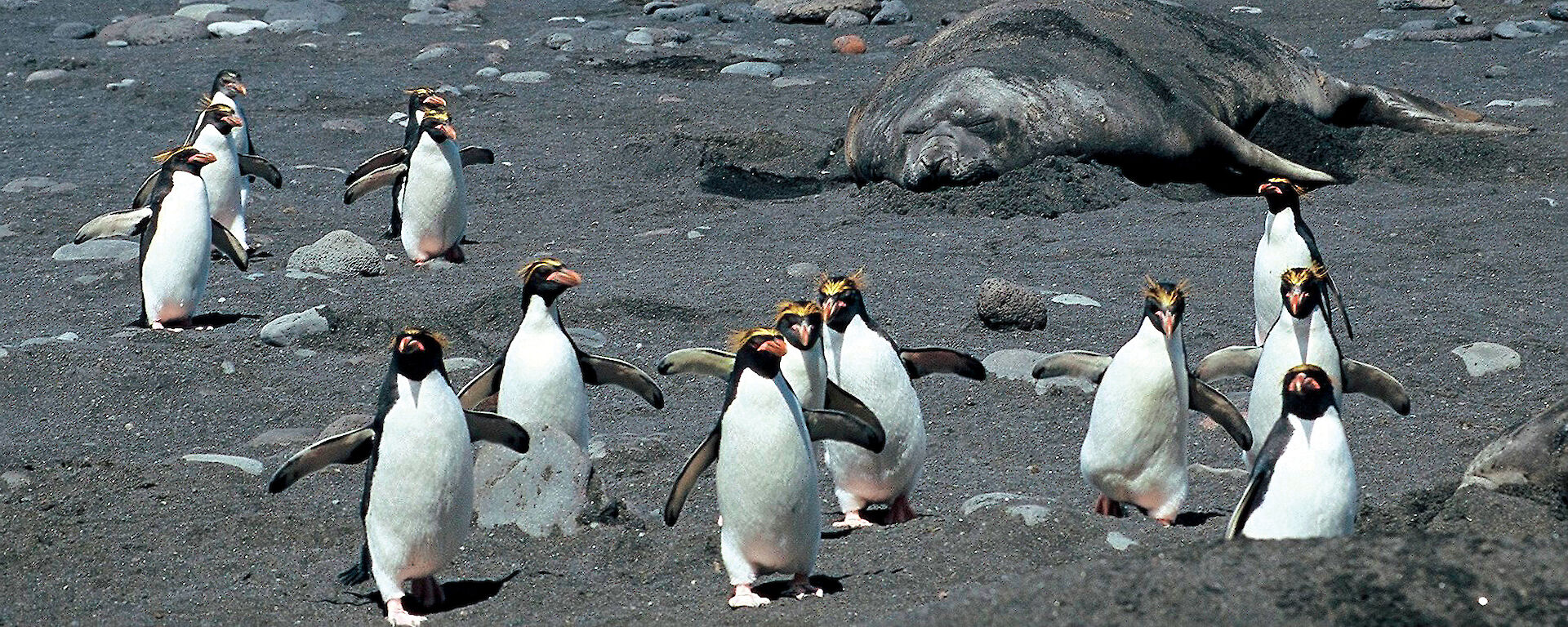 Macaroni penguins – Australian Antarctic Program