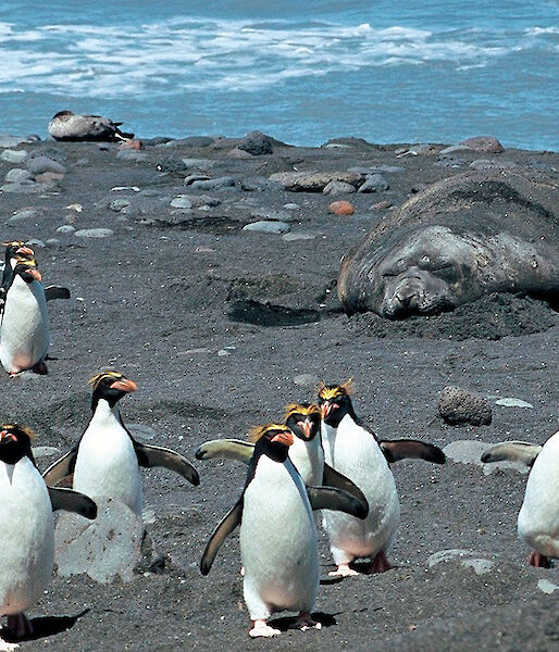 Macaroni penguins coming ashore near southern elephant seal