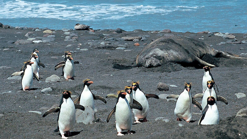 Macaroni penguins coming ashore near southern elephant seal