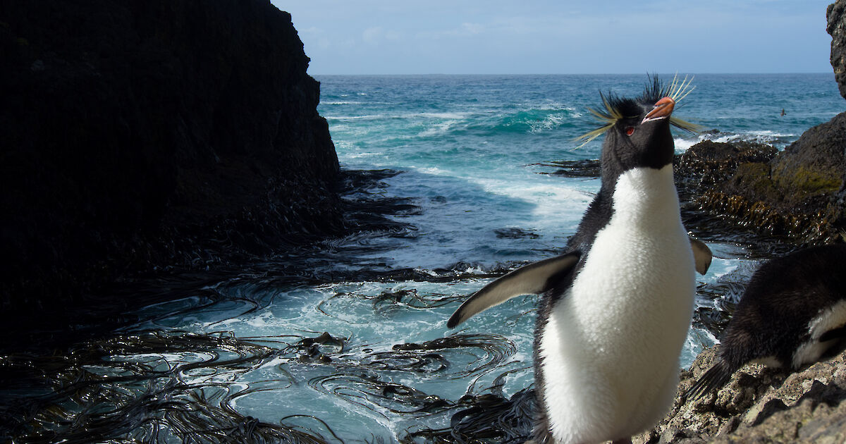 Southern rockhopper penguin – Australian Antarctic Program