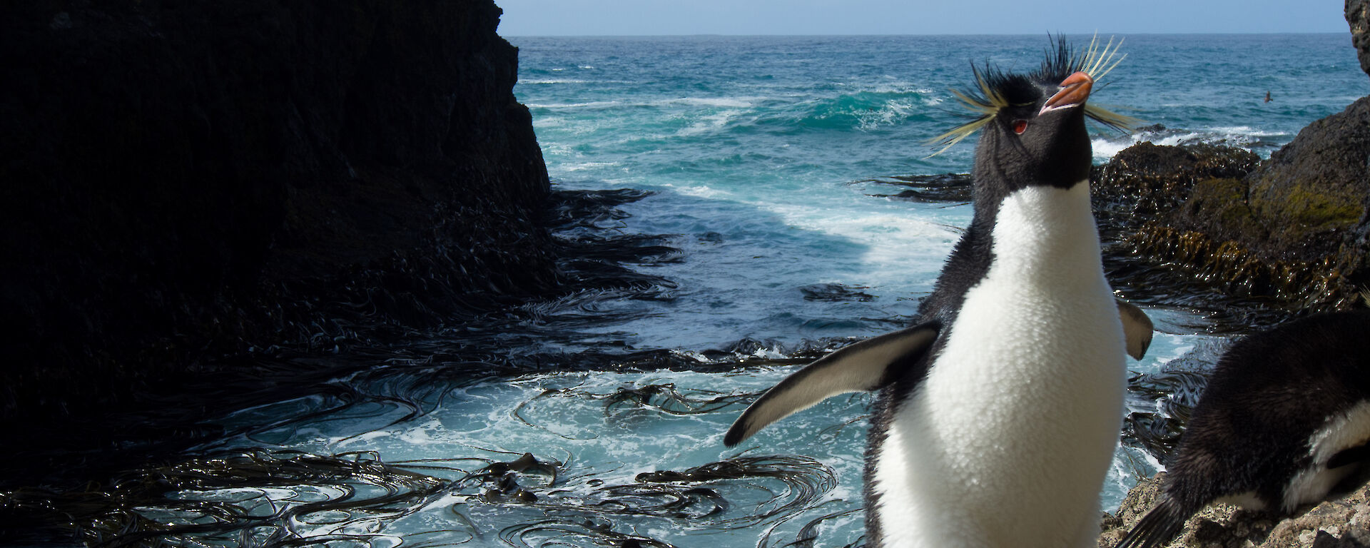 Southern rockhopper penguin standing on the waters edge