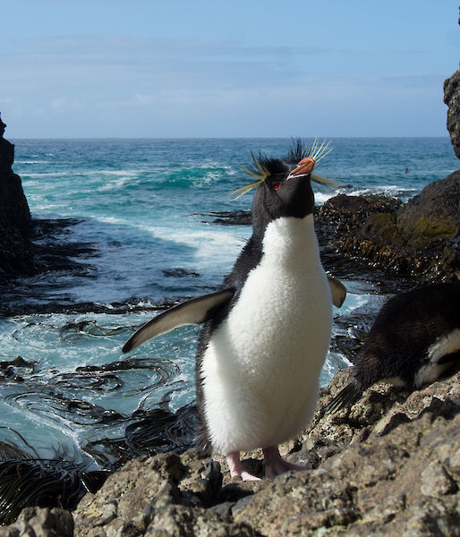 Southern rockhopper penguin standing on the waters edge