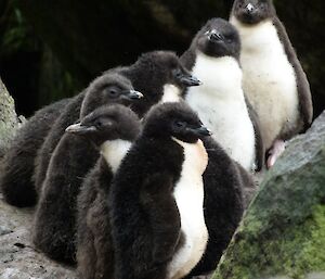 Six southern rockhopper chicks (black and white) standing close together