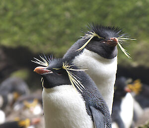 Two southern rockhopper penguins on a rock