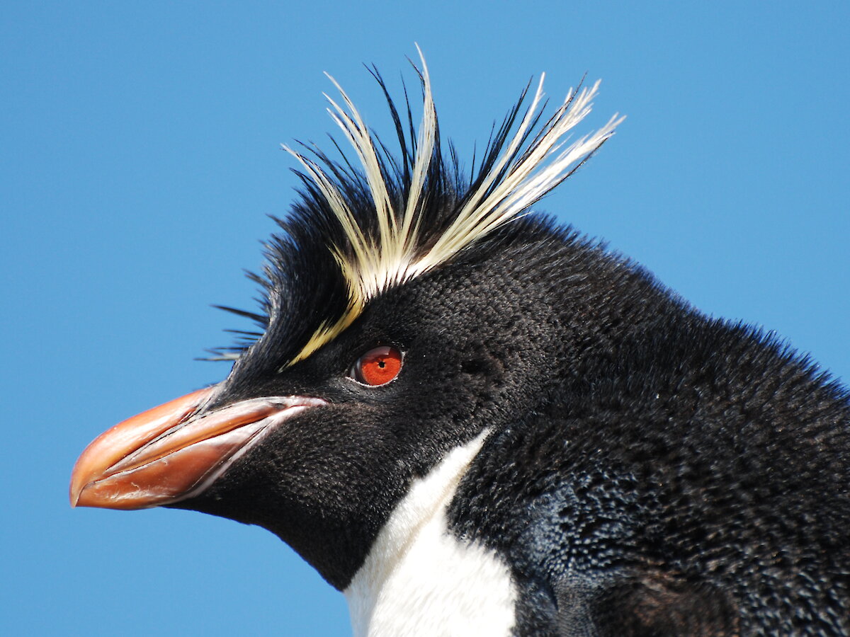 Southern rockhopper penguins — Australian Antarctic Program