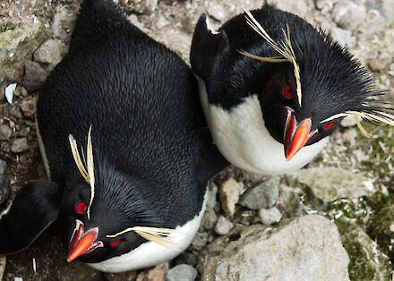Unusual penguins – Australian Antarctic Program