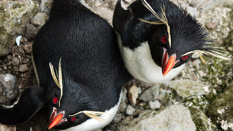 Rockhopper penguins looking up at camera