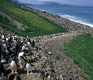 Rockhopper penguins walking along track with large colony on beach below