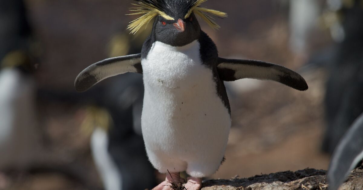 Northern rockhopper penguin – Australian Antarctic Program