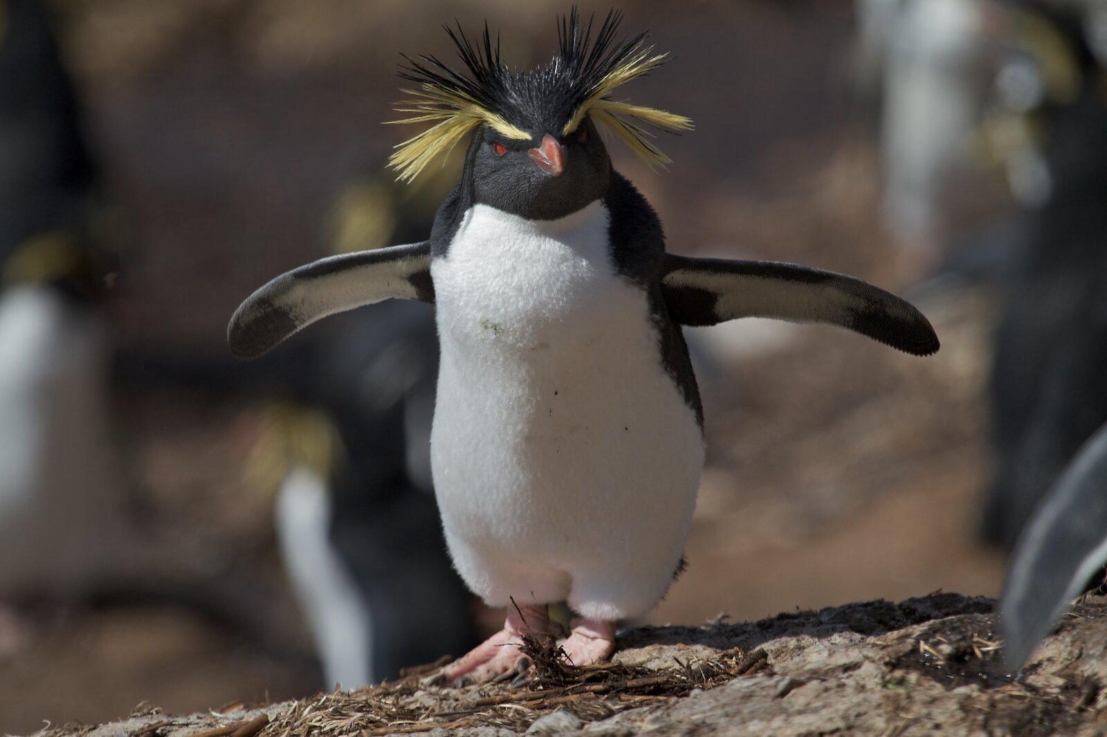 Southern Rockhopper Penguin – Eudyptes Chrysocome | Endangered Animals: Our Friend