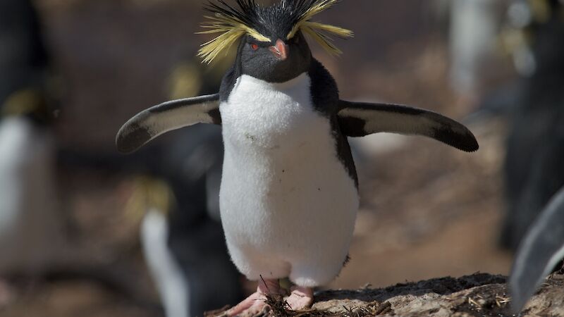 Northern rockhopper penguin with flippers spread