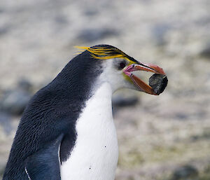 Royal penguin with a rock in its beak