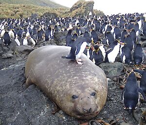 A large elephant seal lies in the middle of a herd of royal penguins, one of which is standing on its back as it looks nonplussed