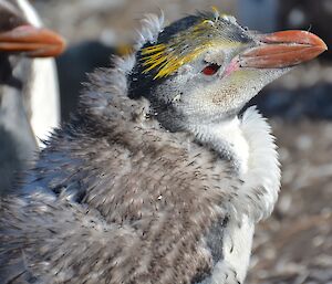 Moulting royal penguin chick. It has tufts of down feathers though the crown of yellow feathers is starting to show
