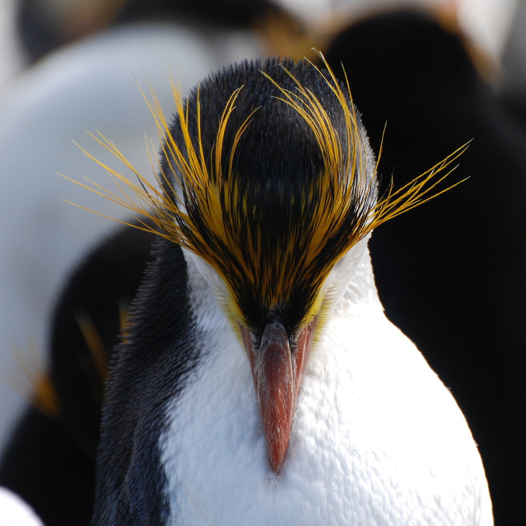 Royal penguins — Australian Antarctic Program