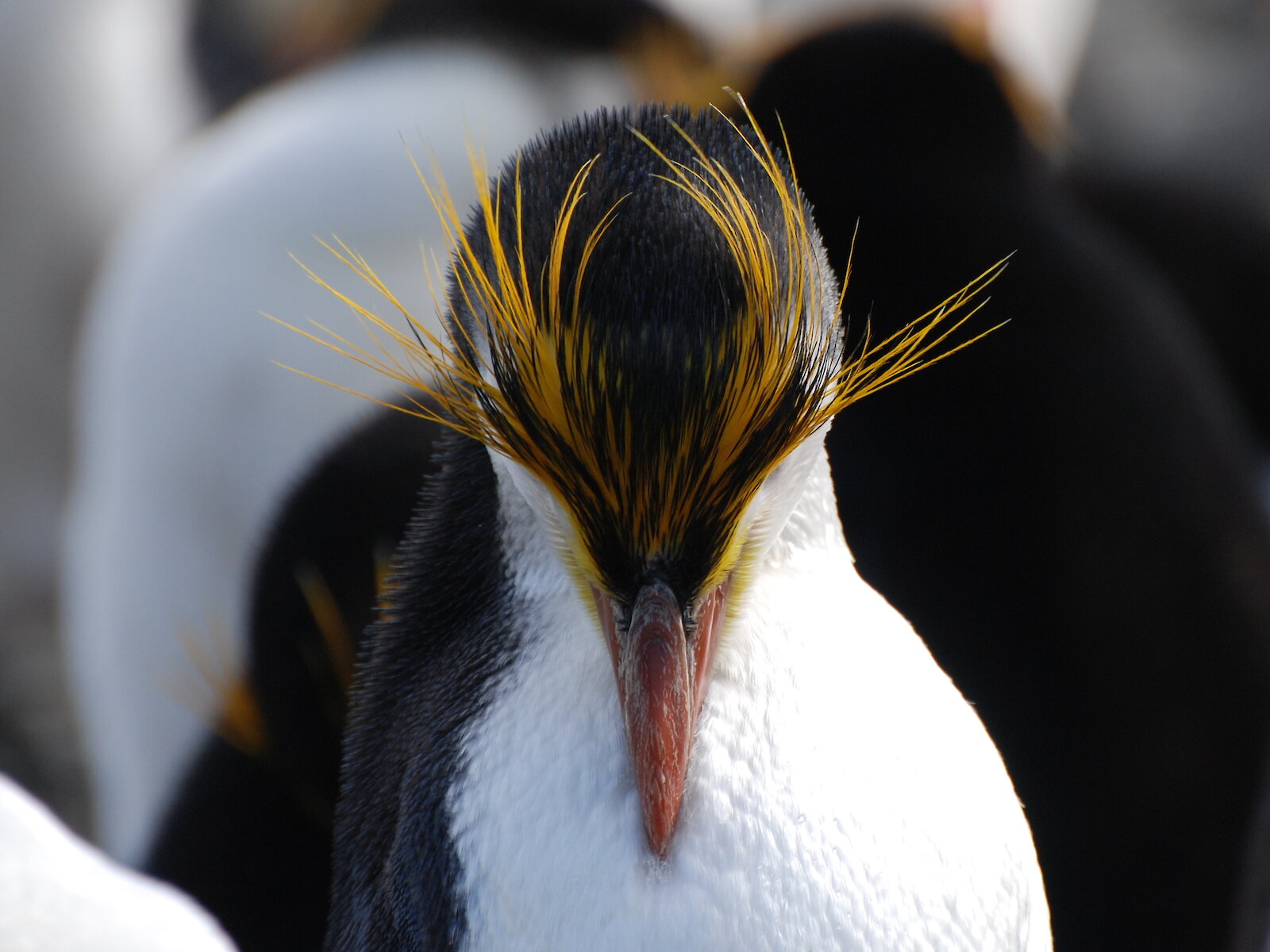 Royal penguins — Australian Antarctic Program
