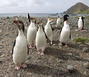 Several royal penguins at Sandy Bay