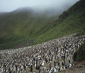 Many penguins in front of green mountains.
