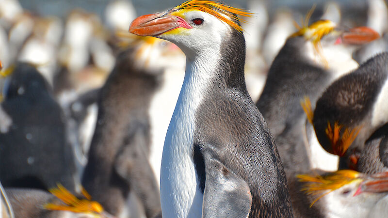 Profile view of top half of royal penguin