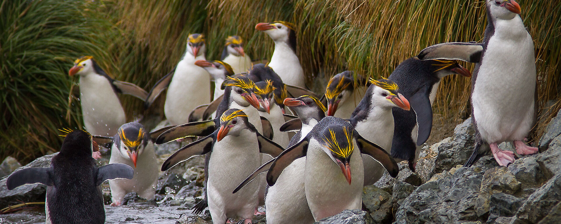 Group of royal penguins walking up a creek