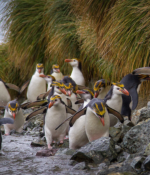 Group of royal penguins walking up a creek