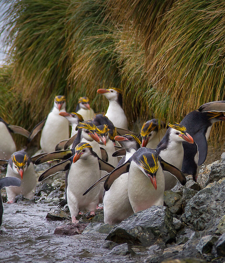 Royal penguins – Australian Antarctic Program