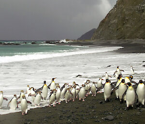 larger king and smaller royal penguins