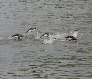 Royal penguins launching out of the water as they swim