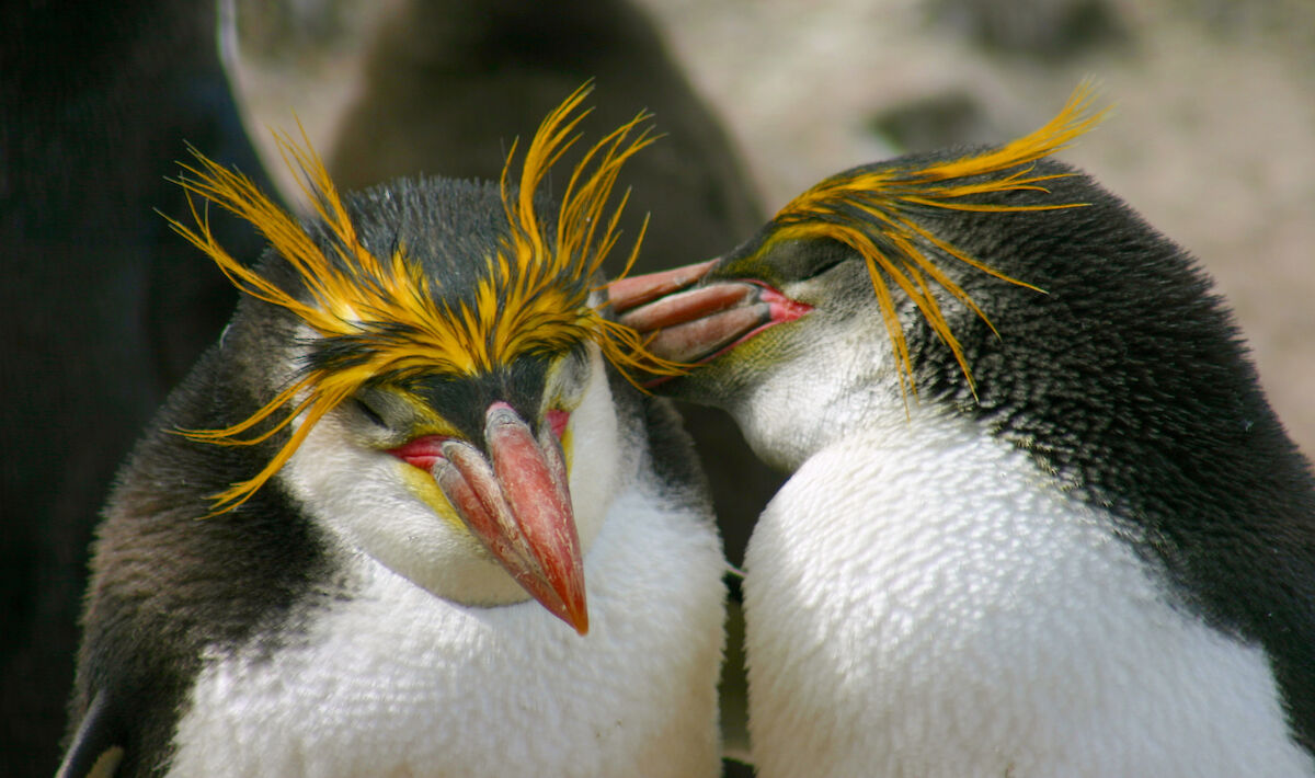 Royal penguin – Australian Antarctic Program