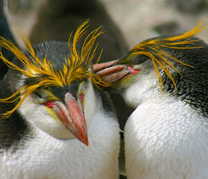 Two crested penguins