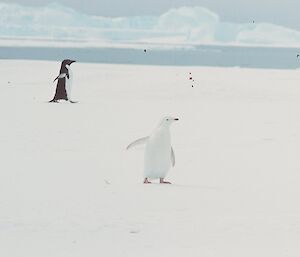 Albino Adélie penguin on white snow.