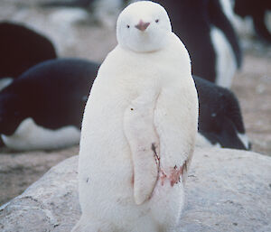 This Adélie fledgling is covered in white feathers and down.