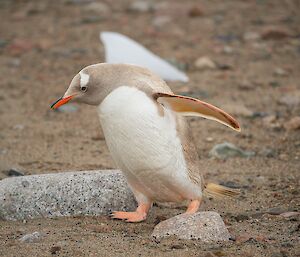 Dilute gentoo penguin with brown colouration.