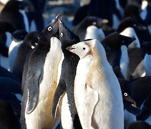 An almost all-white Adélie penguin in contrast to its black and white relatives.