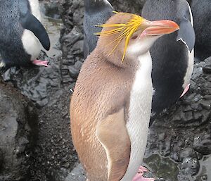 This royal penguin is brown instead of black.