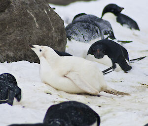 Ino Adélie penguin lies on belly in the snow and is surrounded by its colony