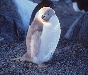 Grey and white Adélie penguin.