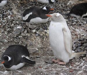 A grey and white penguin standing on rocks.